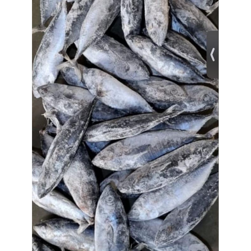 

Baby Tuna