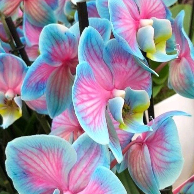 Seedling Anggrek Dendrobium Galaxy tanaman anggrek hidup berbagai jenis anggrek