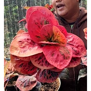 Puring Rimbun Apel Busarin Jumbo