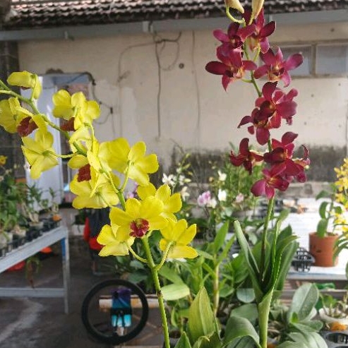 dendro acak dendro isi 2