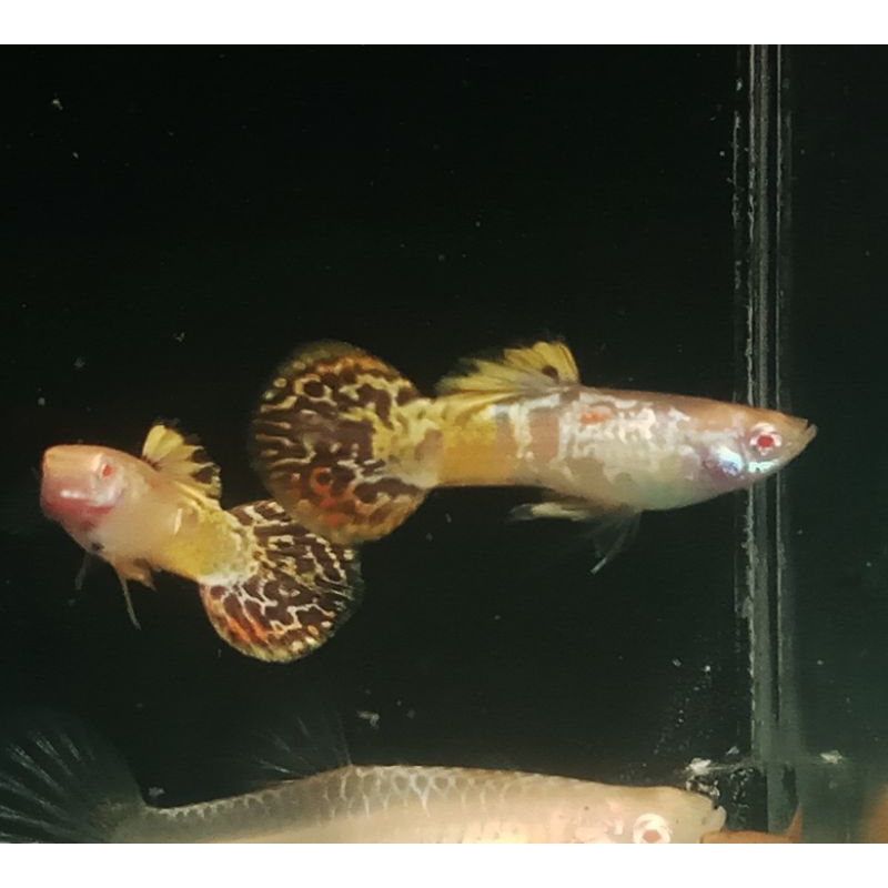 albino yellow tiger king cobra roundtail