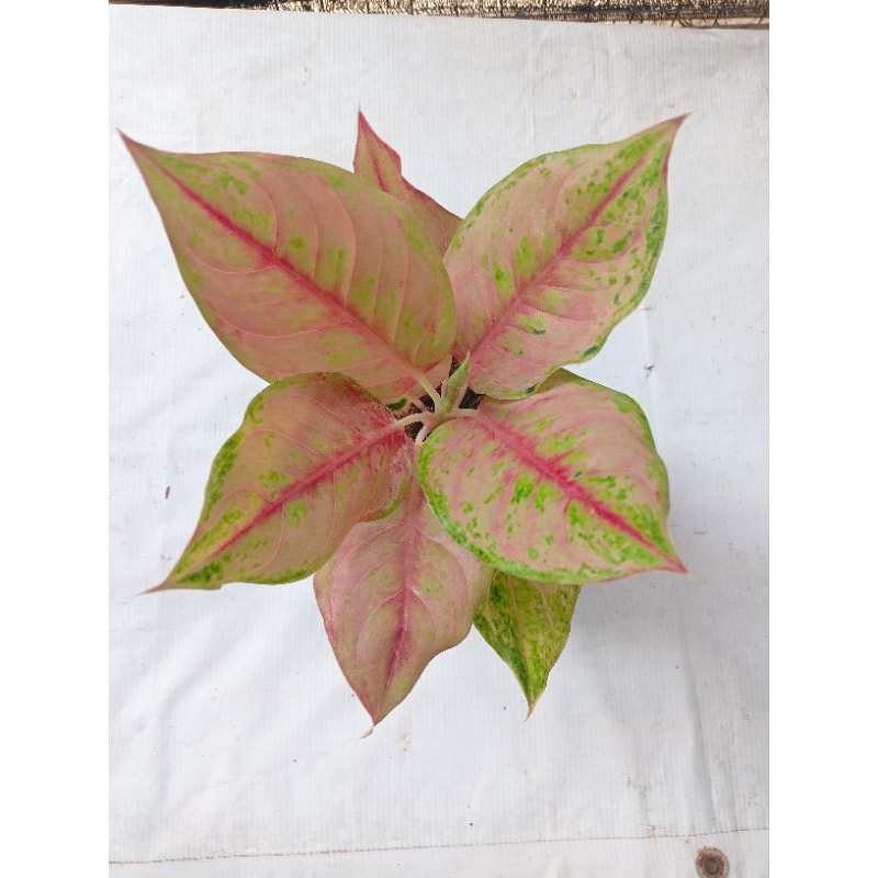 Aglonema LOD ( light of diamond )