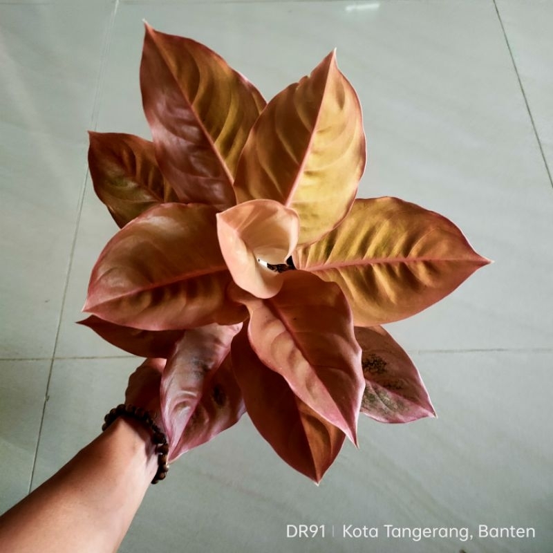 aglonema Kochin Brown