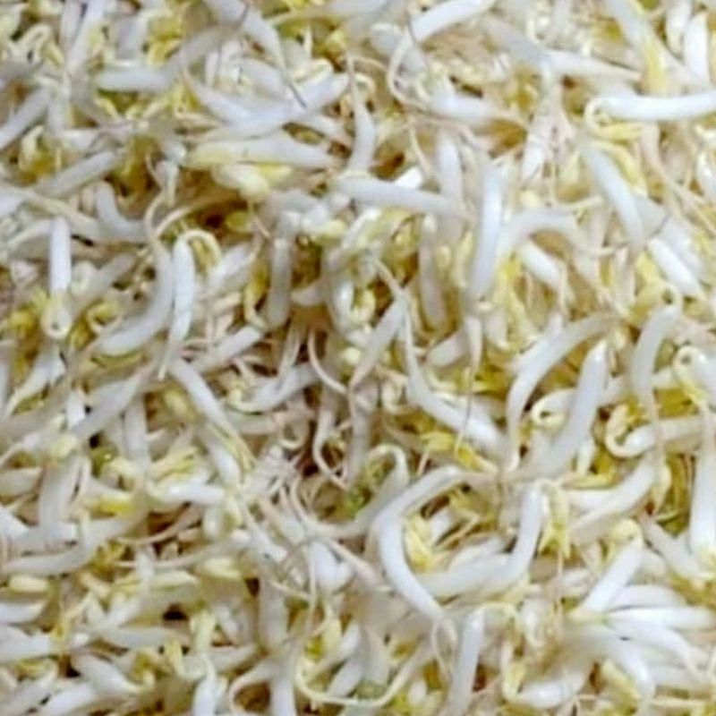 

Sayur Toge Fresh