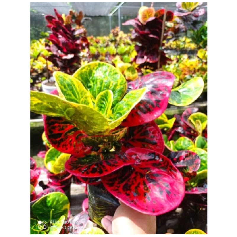 Puring Rehana / puring Apel bunga hias