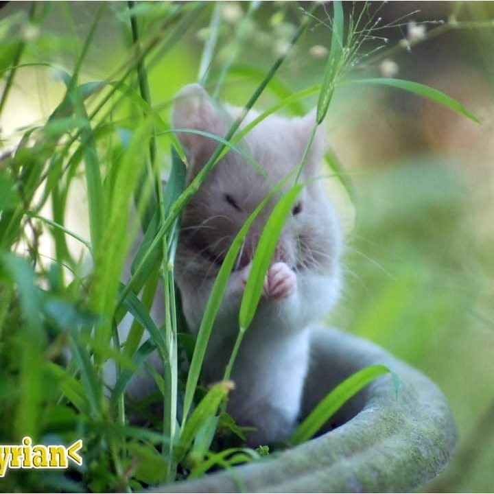 Hamster Syrian Short Hair (SH)