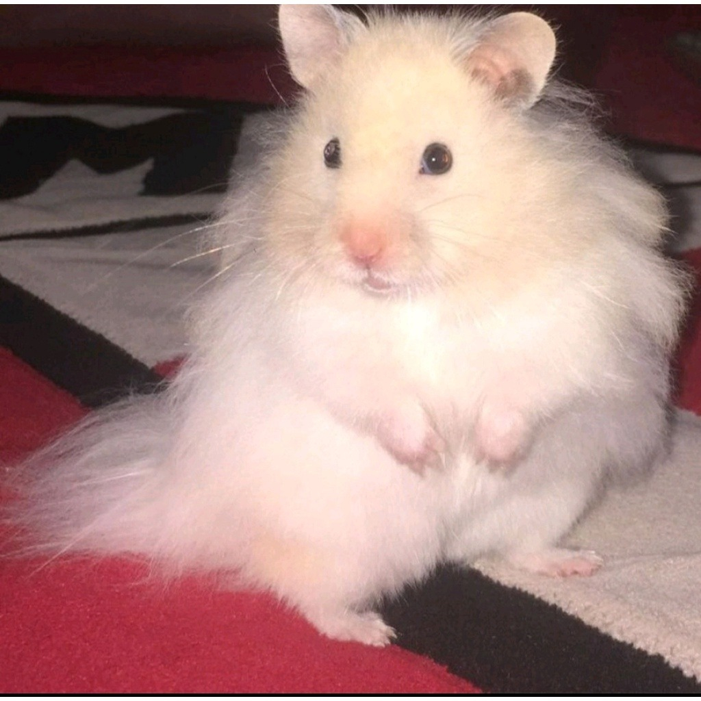 Hamster Syrian Long Hair (LH)