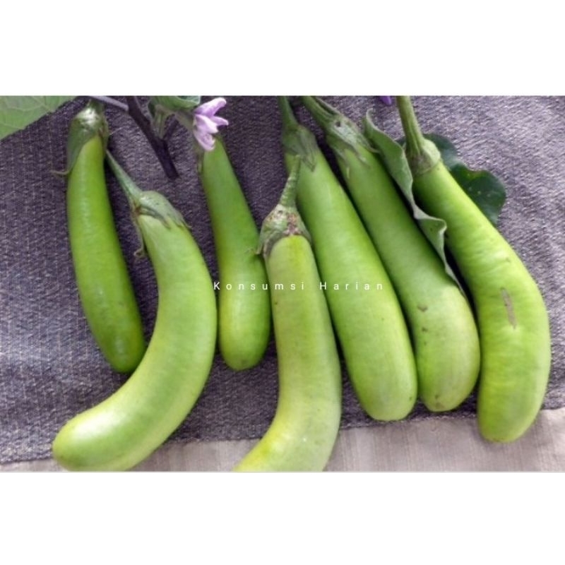 

Terong Hijau / Green Eggplant 500gram