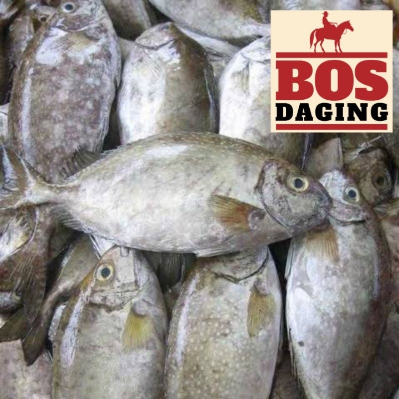 

Ikan Baronang / Ikan Laut Segar