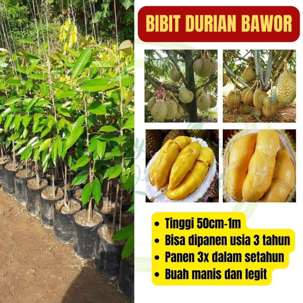 Bibit Durian Bawor, Bibit Durian  Bawor Kaki 3, Bibit Durian Bawor 1 meter, Bibit Durian Bawor Super