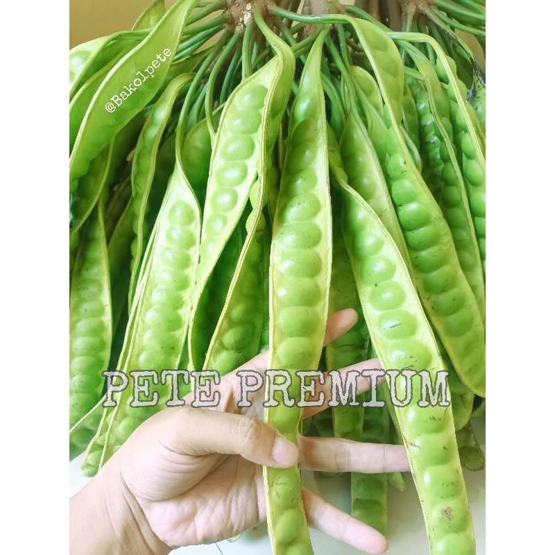 

PETE SATU LONJOR KUALITAS PREMIUM, BARU PETIK DI KEBUT