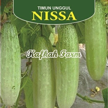 Benih 10 Biji Timun NISSA