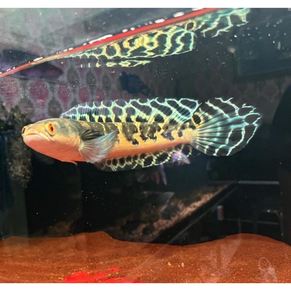 maru ys batik 13-14cm 18-25cm