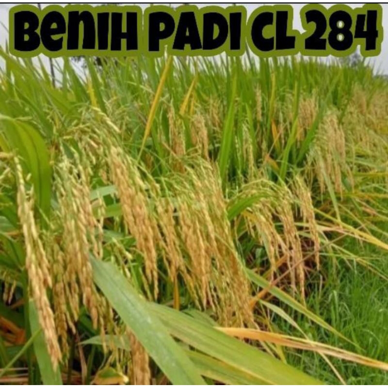 BENIH PADI CL284 BERKUALITAS UNGGUL PER 1KG