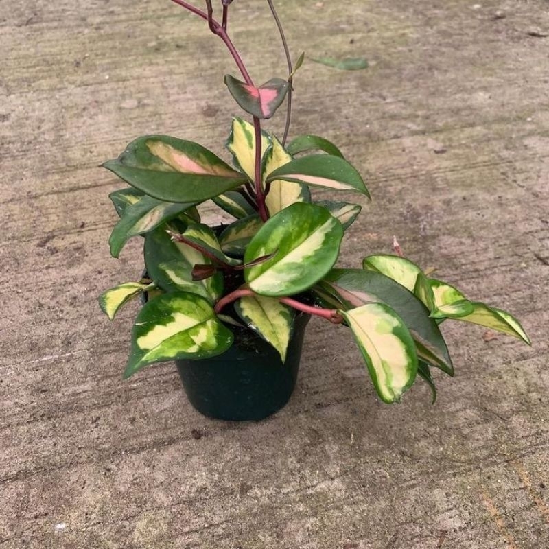 Tanaman hias hoya cornosa tricolor