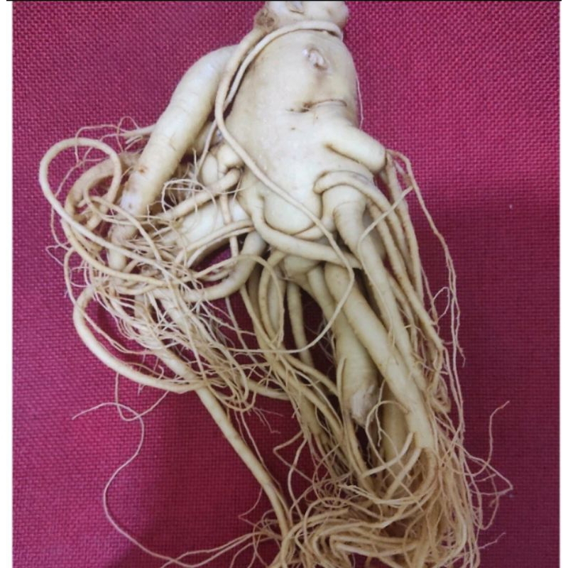 

akar ginseng segar bugar 500gram