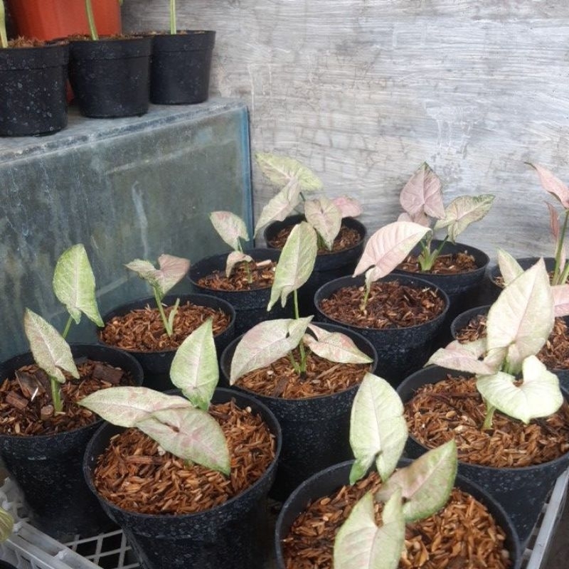 syngonium confetti tricolor
