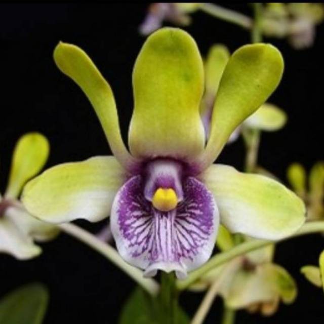 Anggrek Besi Papua / Dendrobium Violaceoflavens - REMAJA
