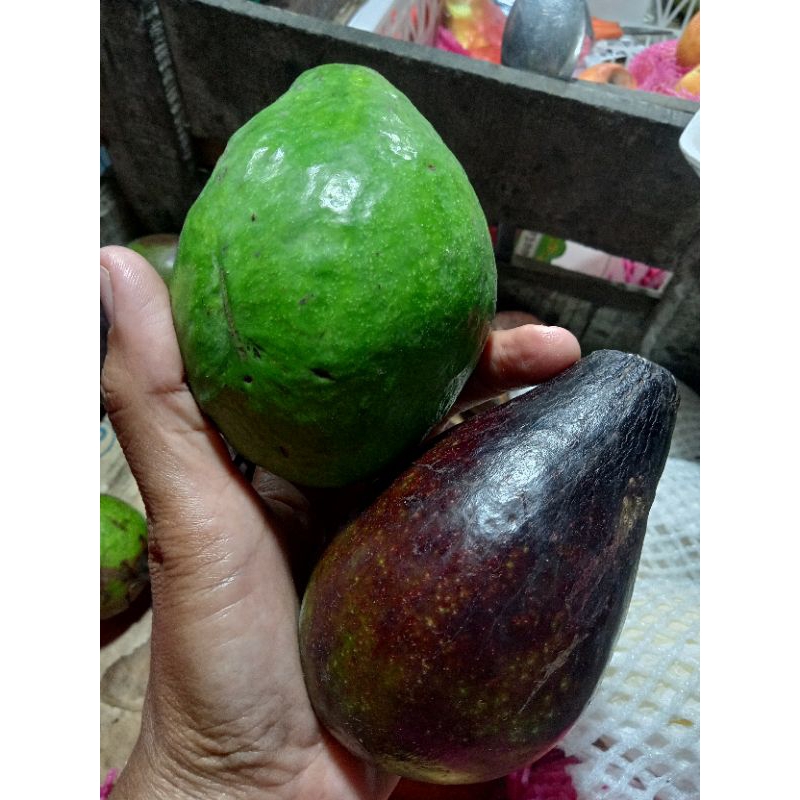 

Buah Alpukat Pulen, Legit dan Creamy
