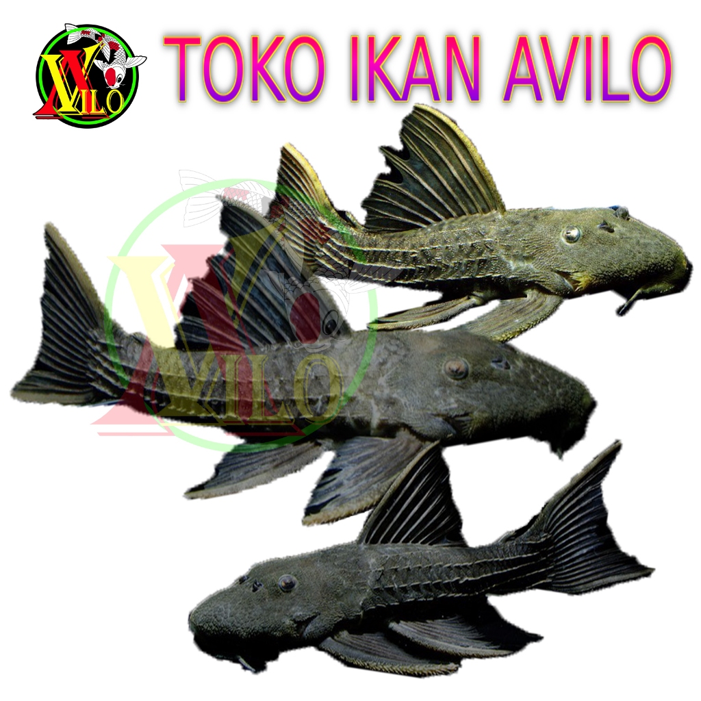 ojek ikan pemakan lumut dasar aquarium sapu biasa hitam kecil