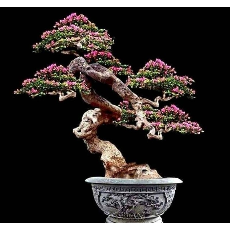 bibit bonsai bugenvil bunga kertas-bugenvil hidup