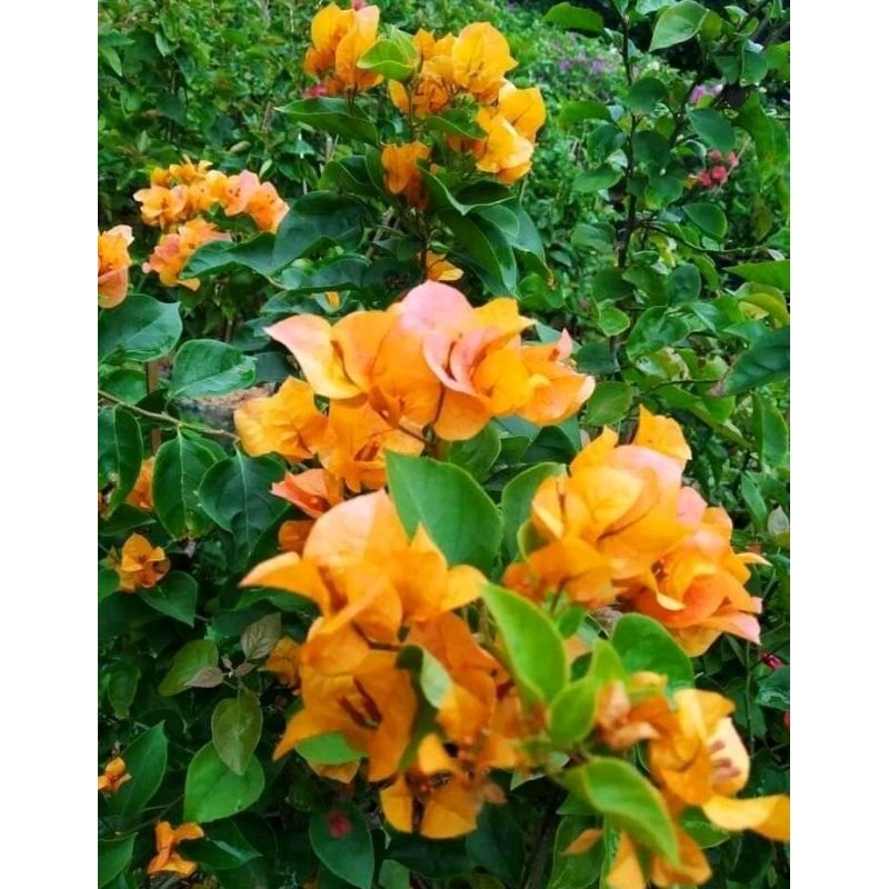 Bougenville Golden Rose sudah berbunga