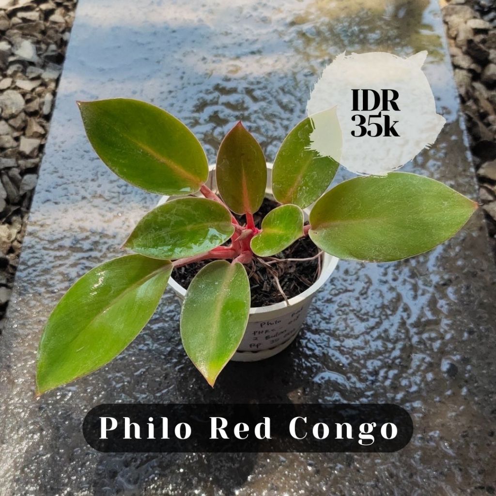 PHILO RED CONGO
