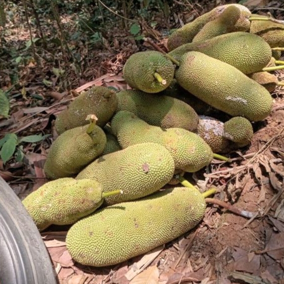 

CEMPEDAK MANIS Ukuran 1 kg Perbuah