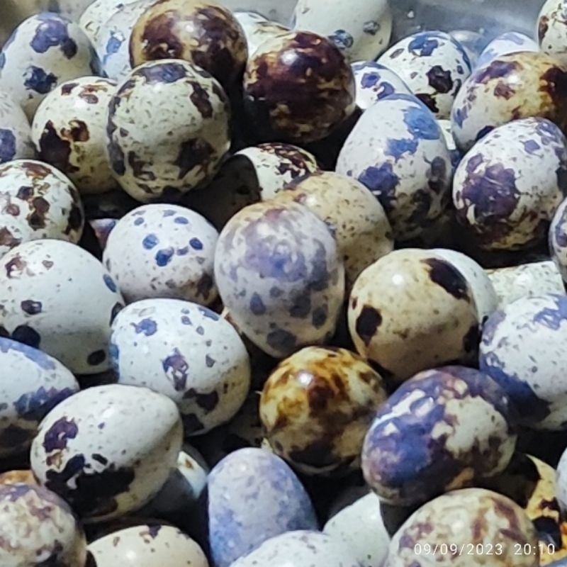 

Telur puyuh fresh (45 butir)