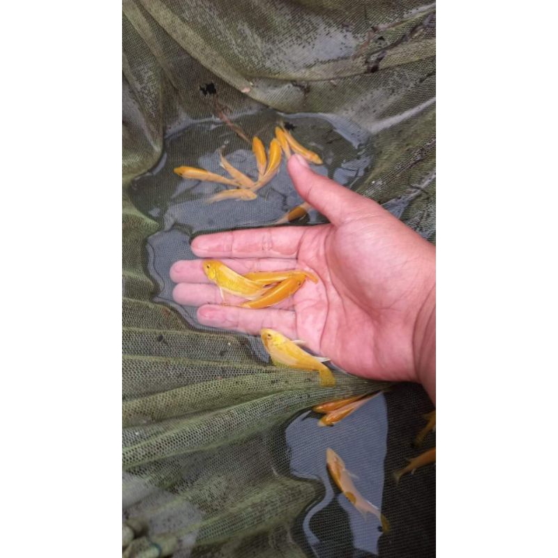 hiasan ikan lemon, ik4n lemon cichlid