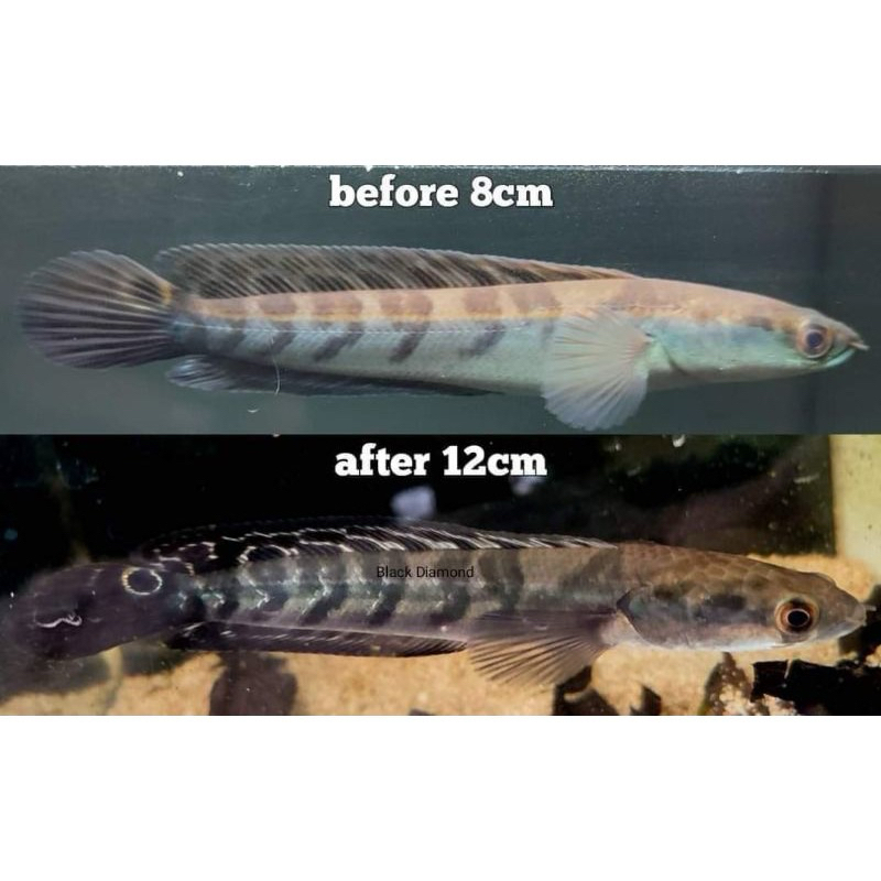 Silvisedut Pelet Blue Diamond Booster Pelet Ikan Floating Chechild Tropical