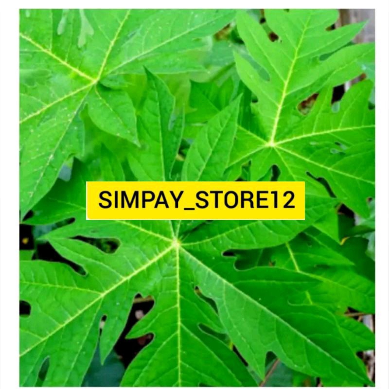 

Daun pepaya segar 1kg