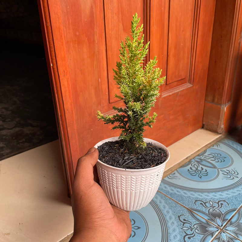 cemara golden chinese / golden peking