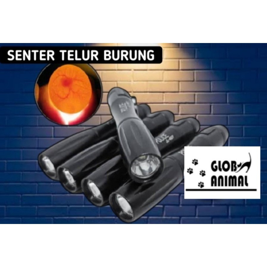 LAMPU SENTER TEROPONG TELUR BURUNG merpati puter derkuku perkutut