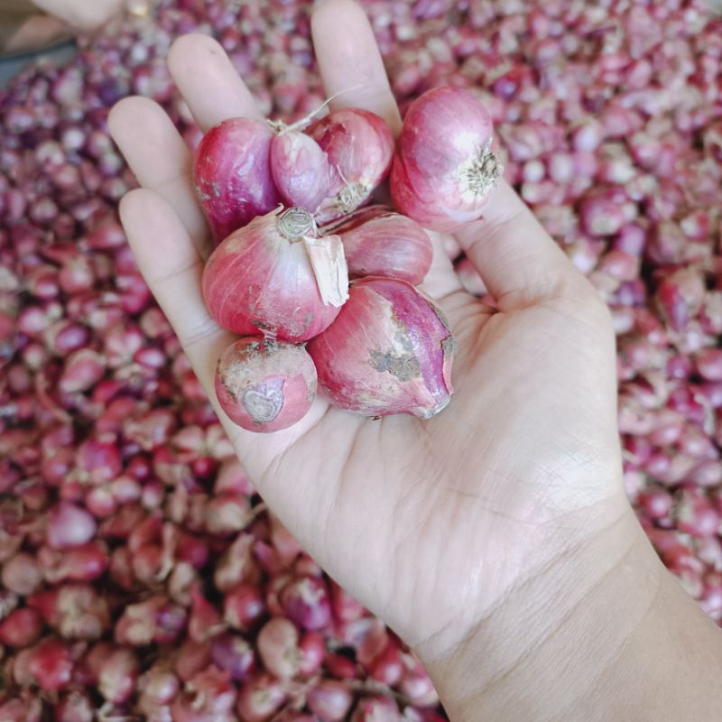 

bawangmerah1kg