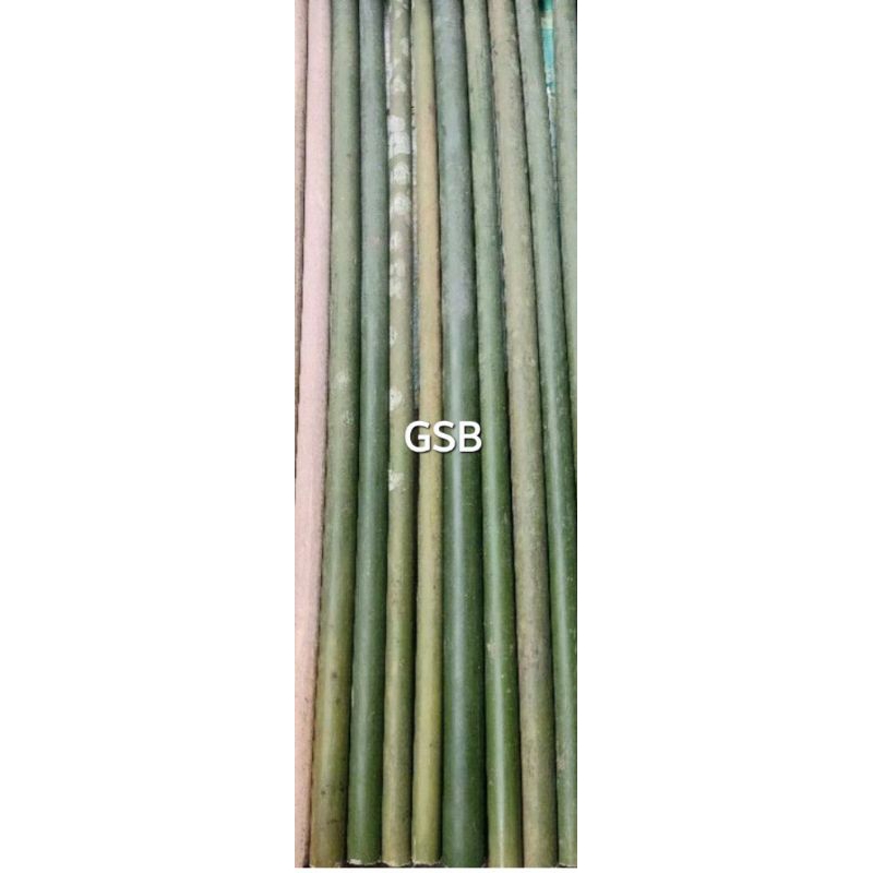 Bambu tamiang bahan suling dan layangan