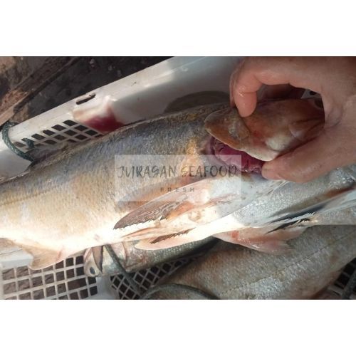 

IKAN SENANGIN/KURO 1 EKOR 1300GRAM-1500GRAM