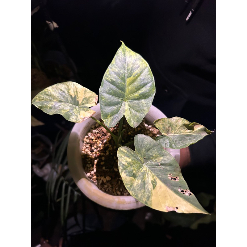 Alocasia Gageana Variegata