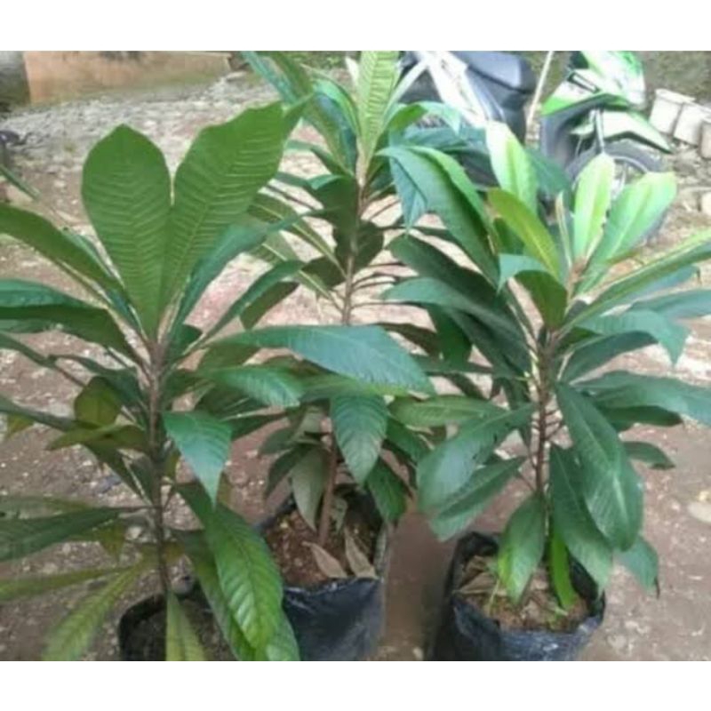 bibit buah Mamey sapote