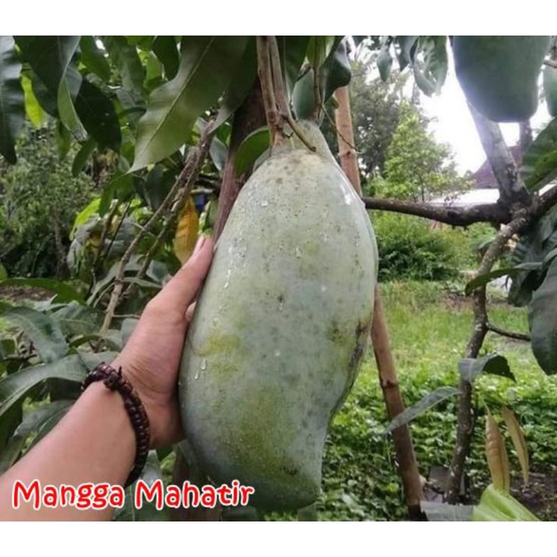 Bibit Mangga Mahatir super jumbo