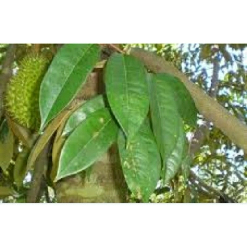 

DAUN DURIAN