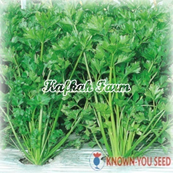 Benih 100 Biji Seledri SUMMER