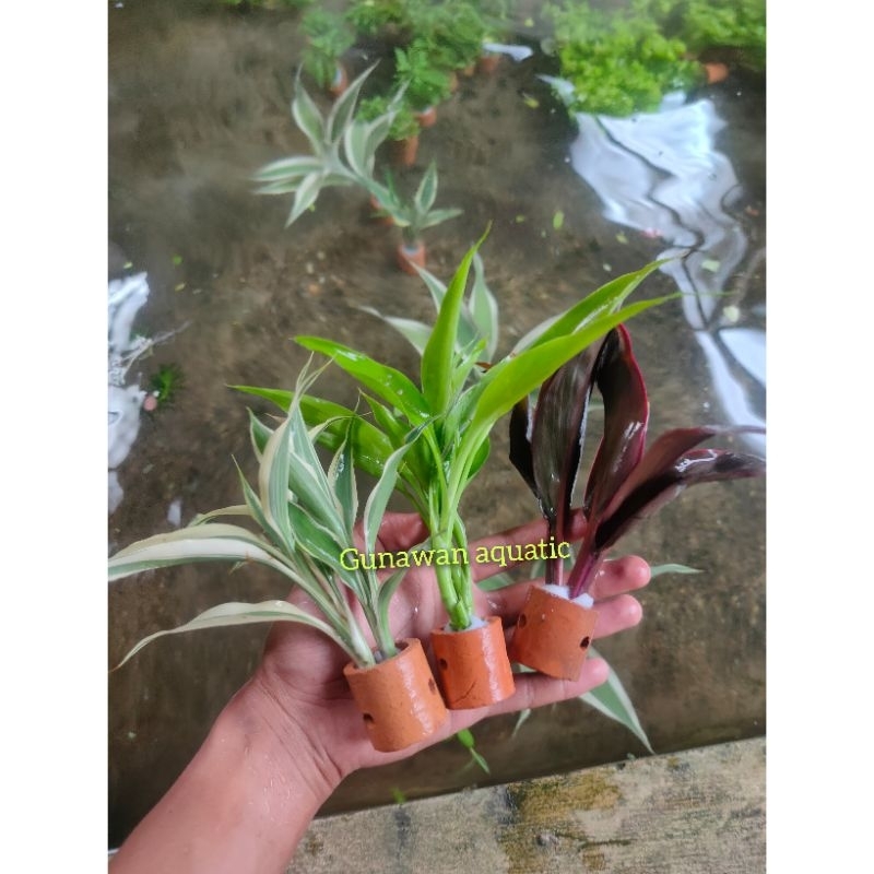 bambu hoki/Sri rejeki media pot tanaman aquascape