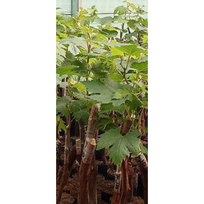 Paket 3 Bibit Anggur import (bisa requez varian)