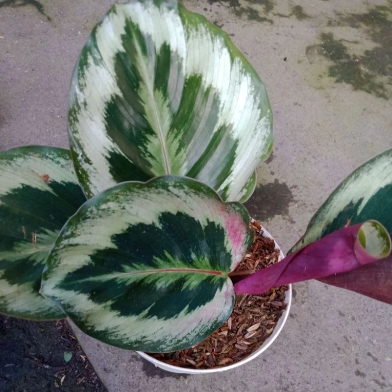 Calathea medalion