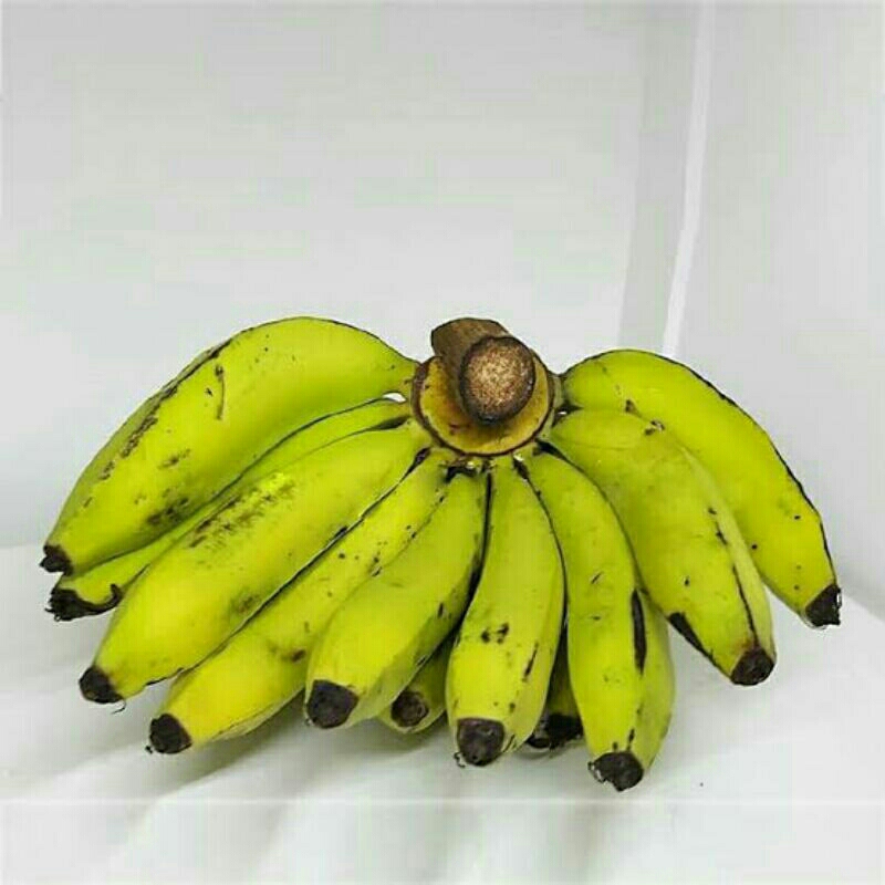 

Pisang Ambon 1 sisir