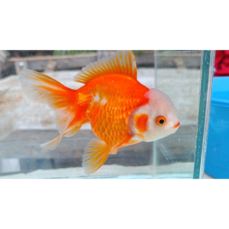 IKAN MAS KOKI / GOLDFISH ORANDA 10CM REAL PICT