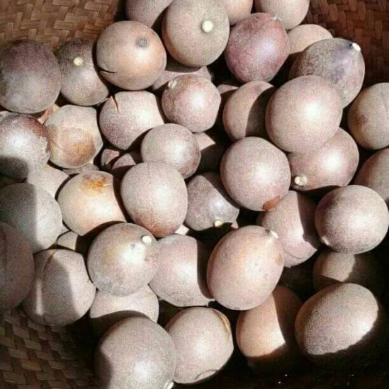 

Buah kepel (HABIS)