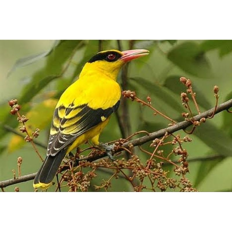 BURUNG KEPODANG EMAS JANTAN MULUS BODY BESAR