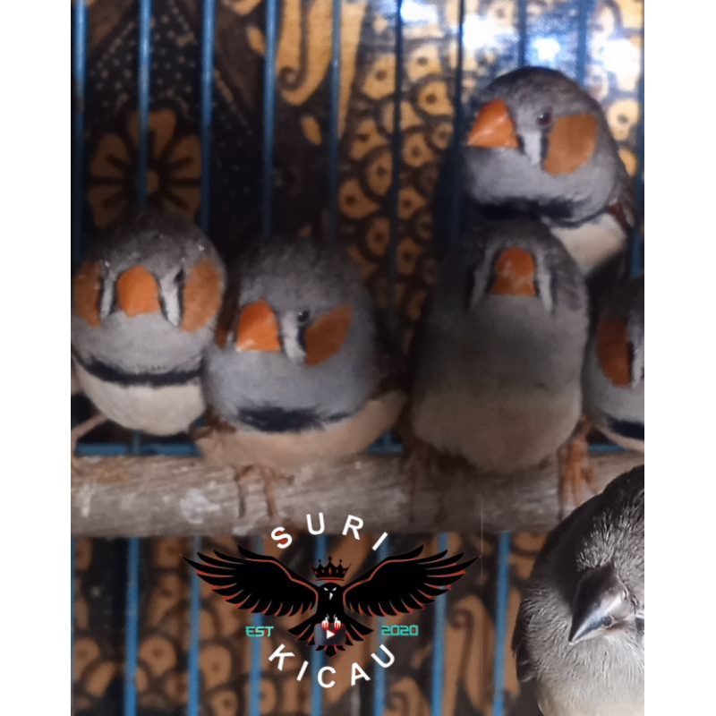 Zebra Finch Timor/Zebra Finch Jantan dan Betina